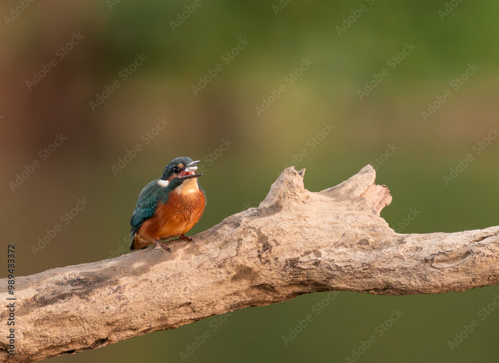 Common European Kingfisher (Alcedo atthis) sitting on the branch with a fish in the beak and autumn colorful background Common European Kingfisher (Alcedo atthis) sitting on the branch with a fish in the beak and autumn colorful background