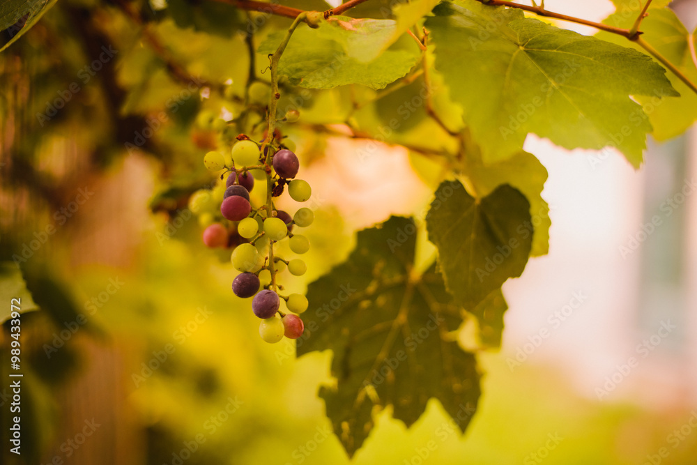 Fototapeta premium A bunch of grapes on a tree. Autumn. Trees and mountains in the background