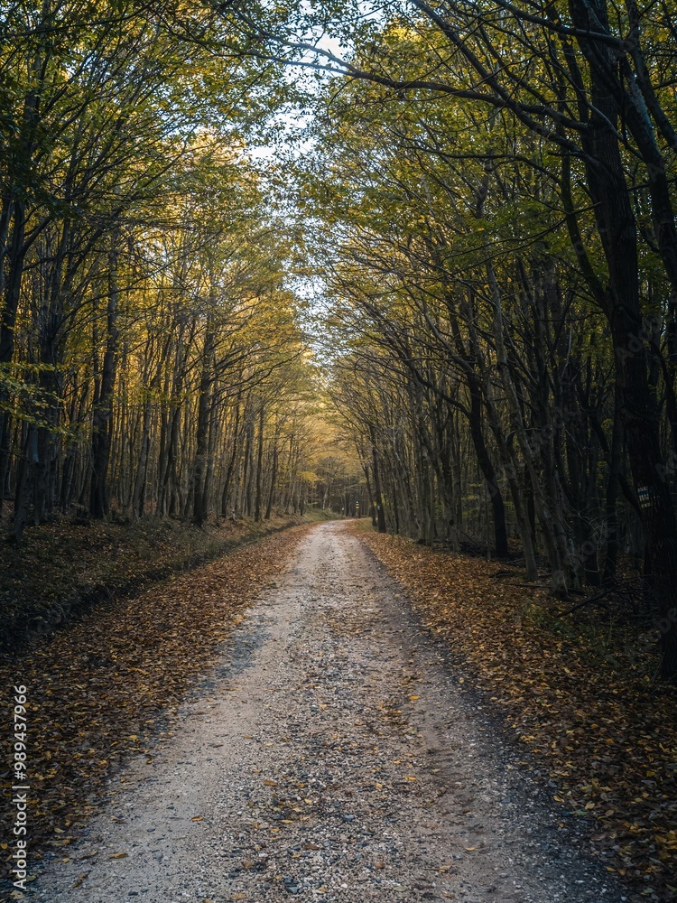 Fototapeta premium Serene Autumn Forest with Golden Leaves and Sunlit Trees