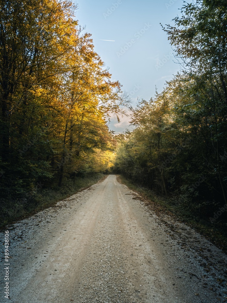 Serene Autumn Forest with Golden Leaves and Sunlit Trees Serene Autumn Forest with Golden Leaves and Sunlit Trees
