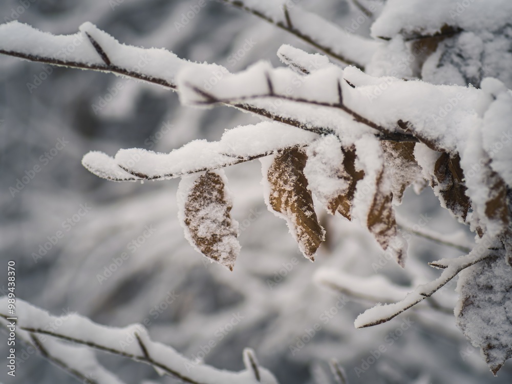 Snow-Covered Branch and Leaves in Winter Forest Snow-Covered Branch and Leaves in Winter Forest