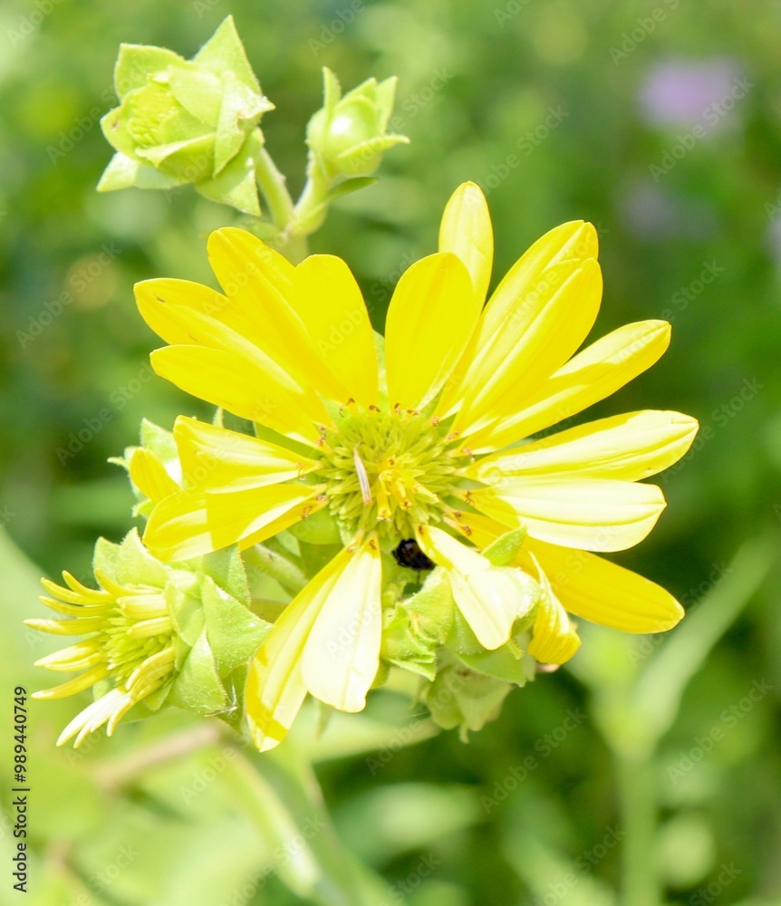 Obraz premium A close view of the bright yellow wildflower in the field.