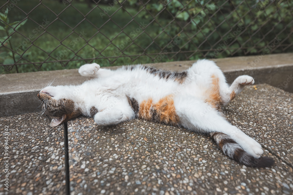 Fototapeta premium Peaceful calico cat enjoys a lazy nap on a textured surface, paws stretched out in ultimate relaxation under the shade. Perfect for showcasing tranquility and feline comfort