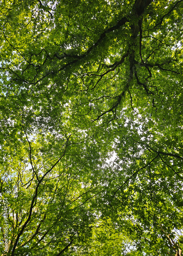 Leaf trees view from below in the woods