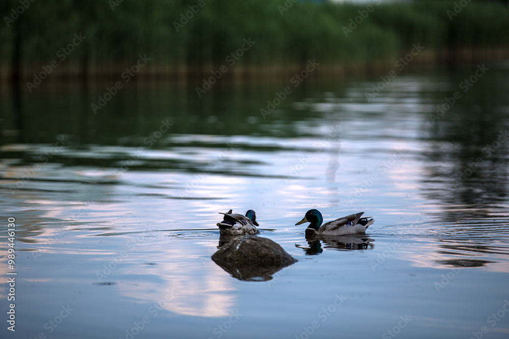 Fototapeta premium Two ducks swim peacefully in a serene lake surrounded by trees