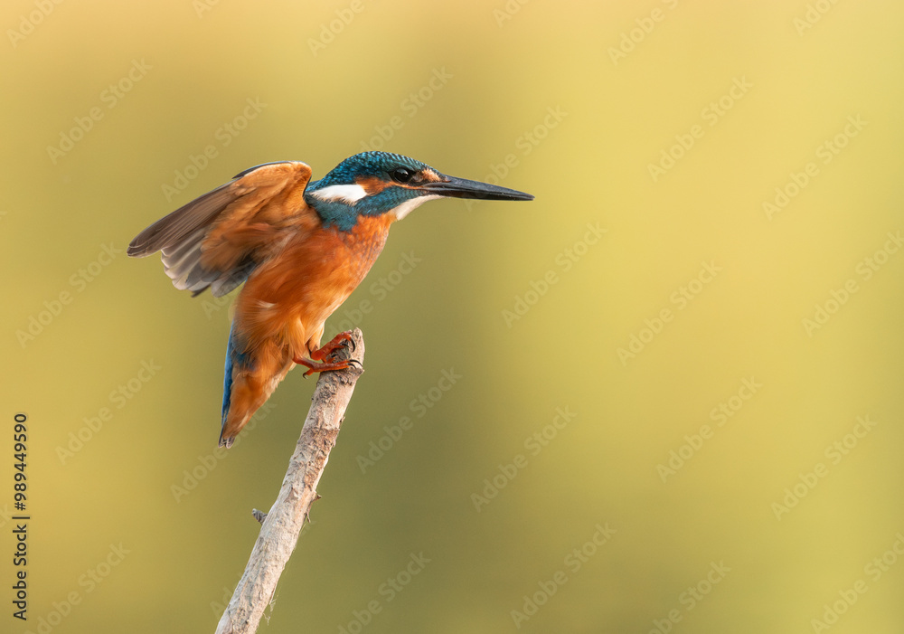 Common European Kingfisher (Alcedo atthis) fishing by the river in best light which highlights its vibrant colors Common European Kingfisher (Alcedo atthis) fishing by the river in best light which highlights its vibrant colors