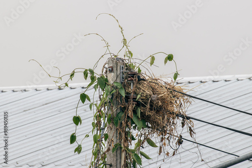 bird nest on a power pole increase risk of short circuit