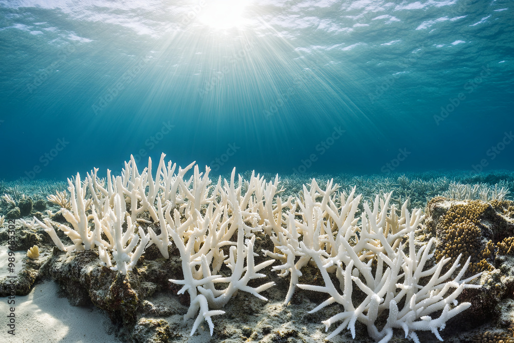 Coral reefs showing signs of damage and bleaching Coral reefs showing signs of damage and bleaching