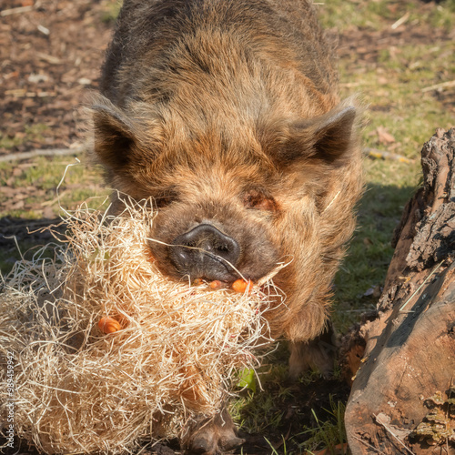 Closeup of a funny Kunekune pig eating hay and carrots