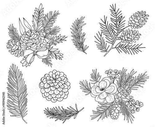 Botanical forest line drawing, hand drawn line art fircones, pinecones, spruce and pine branches, nature elements vector outline illustration photo