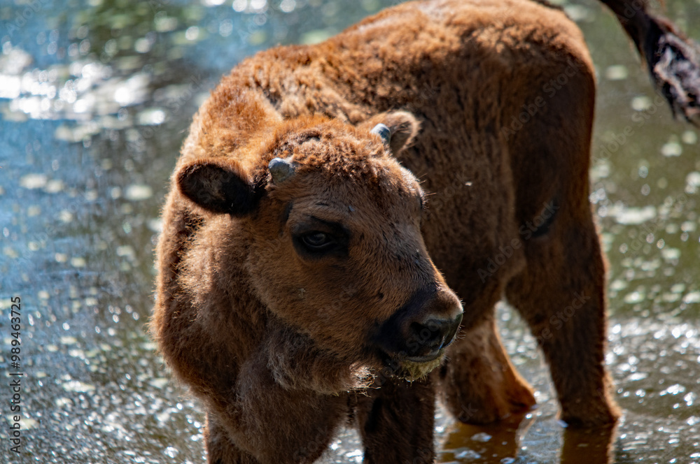 Nahaufnahme eines jungen Büffel im Wasser Nahaufnahme eines jungen Büffel im Wasser