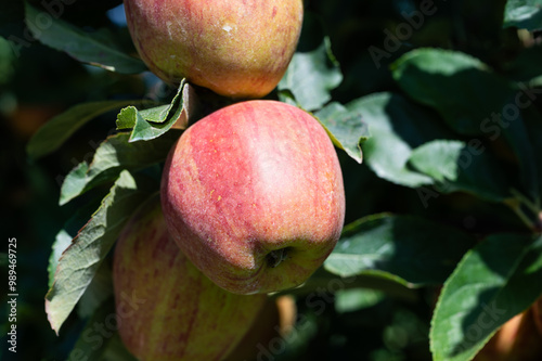 Close up of ripe appels on a tree, Oreye, Wallonia, Belgium photo