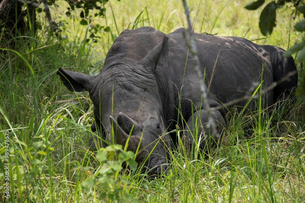 White Rhinoceros resting in the shades of a bush at a nature park in Uganda White Rhinoceros resting in the shades of a bush at a nature park in Uganda