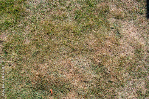 Dry grass texture with patches of green and brown, showcasing the effects of sunlight and drought.
