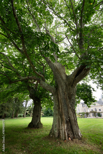 Châtaigniers centenaires dans le parc d'un château en Bretagne photo