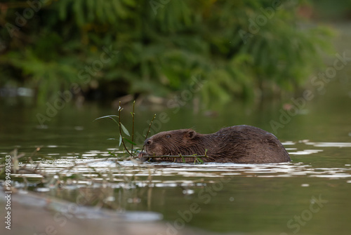 Cute beaver (eurasian beaver) munching on the water's edge at dusk