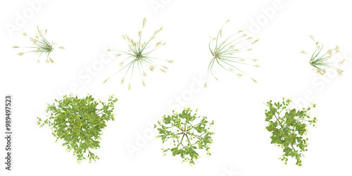Collection of Wild fescue grass,Mustard plants with transparent background from top view