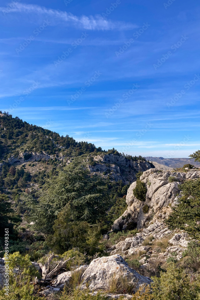 Pine forest on hiking trail to peak Torrecilla, Sierra de las Nieves national park, Andalusia, Spain
Pine forest on hiking trail to peak Torrecilla, Sierra de las Nieves national park, Andalusia, Spain