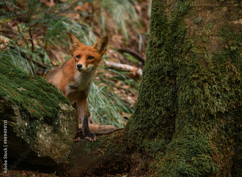Cute curious fox portrait somewhere in the forest of Romania Cute curious fox portrait somewhere in the forest of Romania