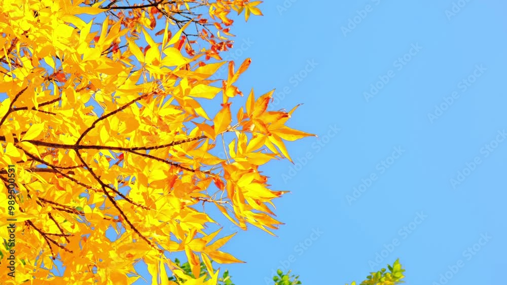 Ash tree branch with yellow leaves in autumn on blue sky background. Bright colors. Beauty in nature. October colors. Tree top. Fall season. Warm sunny weather concept. Natural texture. Golden park Ash tree branch with yellow leaves in autumn on blue sky background. Bright colors. Beauty in nature. October colors. Tree top. Fall season. Warm sunny weather concept. Natural texture. Golden park