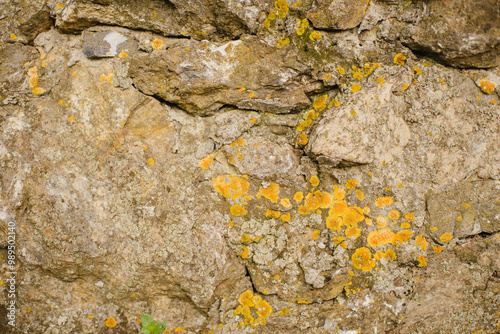 The texture of a natural stone with sprouts, leaves and moss photo