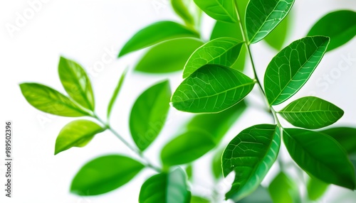 Lush green foliage juxtaposed against a clean white backdrop