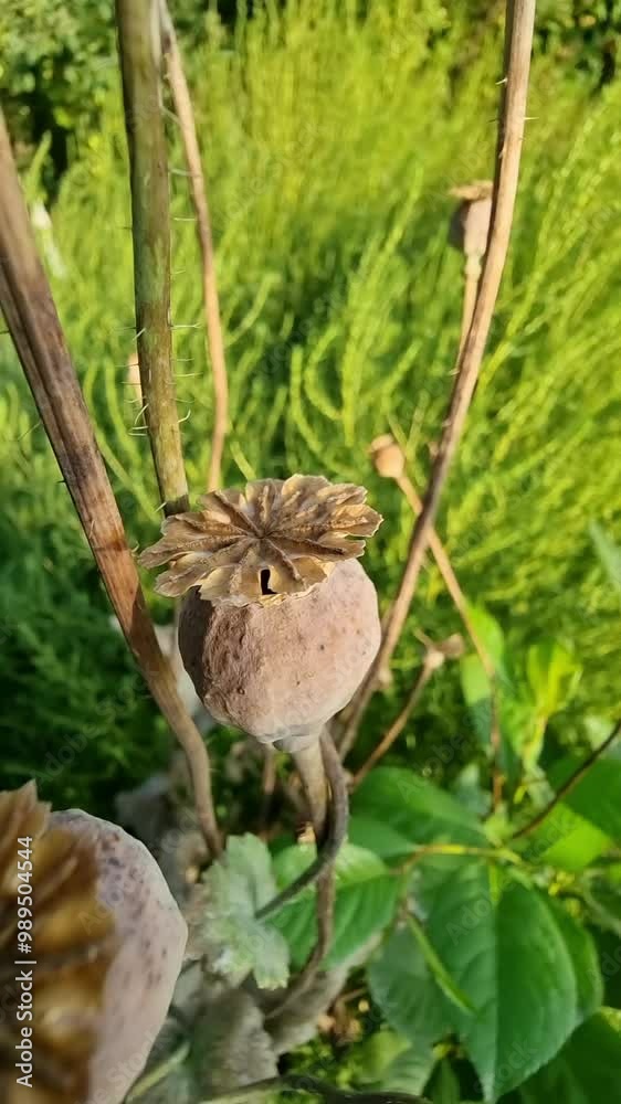 A ripe and dried poppy head standing among stems and dense green vegetation. The poppy seeds are still inside the box, which is gradually opening. A ripe and dried poppy head standing among stems and dense green vegetation. The poppy seeds are still inside the box, which is gradually opening.