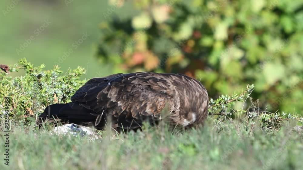 Black Kite Milvus migrans in the wild. Close up. Slow motion. The bird eats in the wild. Black Kite Milvus migrans in the wild. Close up. Slow motion. The bird eats in the wild.