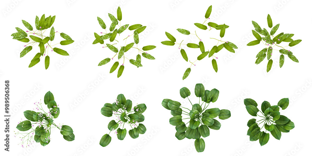 set of different plants and grass isolated on transparent background from the top view set of different plants and grass isolated on transparent background from the top view