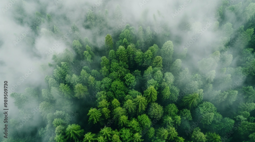 Foggy forest landscape pattern background top view generated by ai Foggy forest landscape pattern background top view generated by ai