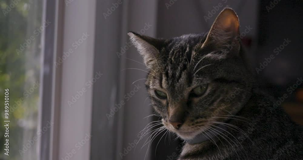 Cute Manx Cat Watching Outside in Sunshine And Birds Cute Manx Cat Watching Outside in Sunshine And Birds