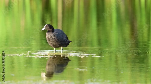 Eurasian Coot Fulica atra. A bird cleans its feathers while standing in the water on the lake. Slow motion.