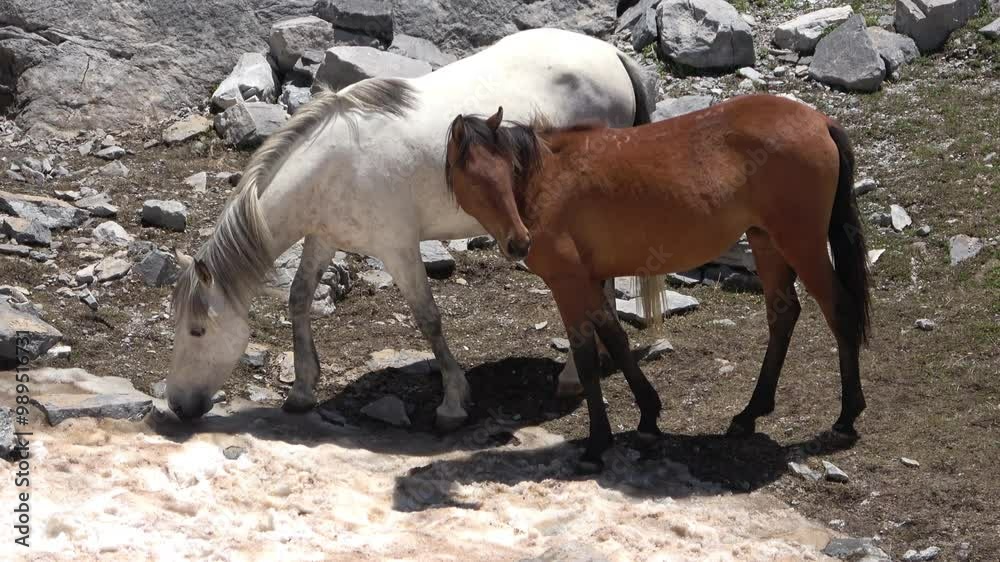 Two horses drink water from the frozen snow Two horses drink water from the frozen snow