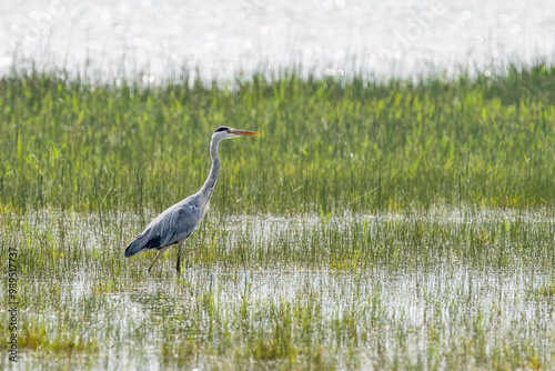 Grey Heron in Helsinki at summer