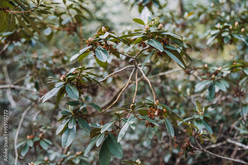 Rhododendron Micranthum Shrub with Green Leaves and Buds. Botanical photography, nature, evergreen plant, floriculture, seasonal growth, natural environment concept photo