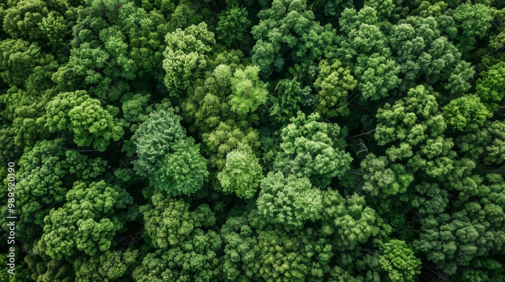 Forest landscape pattern background top view generated by ai Forest landscape pattern background top view generated by ai