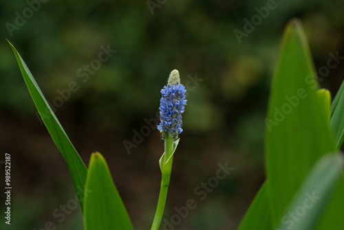 Pickerel weed flowers