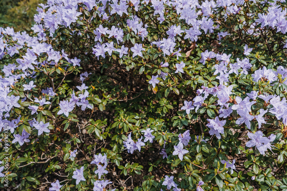 Rhododendron 'Blue Dream' Plant. Ericaceae family, botanical garden, species identification, educational display, nature, gardening, floriculture concept Rhododendron 'Blue Dream' Plant. Ericaceae family, botanical garden, species identification, educational display, nature, gardening, floriculture concept