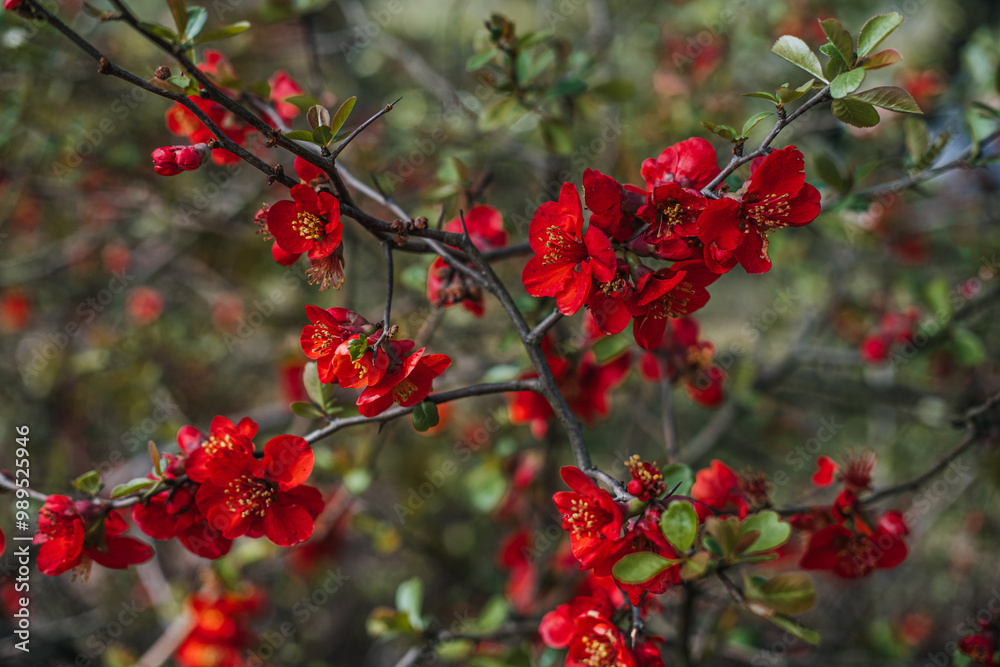 Chaenomeles Superba Shrub with Vibrant Red Flowers. Botanical photography, spring bloom, nature, flowering quince, ornamental plant, floriculture, seasonal growth concept Chaenomeles Superba Shrub with Vibrant Red Flowers. Botanical photography, spring bloom, nature, flowering quince, ornamental plant, floriculture, seasonal growth concept