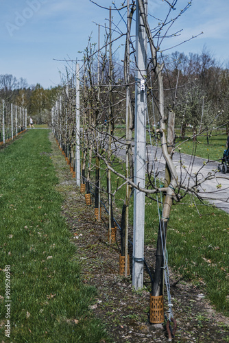 Orchard with Young Trees and Educational Signs. Nature, agricultural display, tree cultivation, horticulture, learning environment, plant growth, garden education concept photo