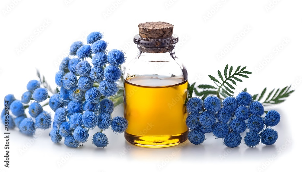 Blue Tansy Essential Oil with Blue Tansy Flowers Blue Tansy Essential Oil with Blue Tansy Flowers