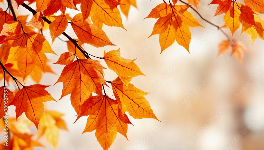 autumn leaves background autumn leaves background