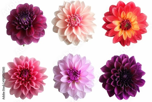 6 Dahlia flowers in various colors isolated on white background