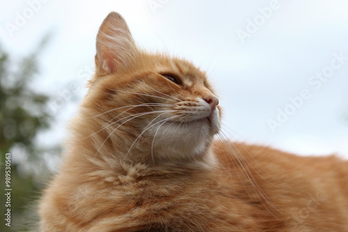 Ginger cat looking away. Close-up of the cat's face and whiskers. Cat’s head turned to the side. Sky and greenery in the background. Portrait of a luxury Ginger cat outdoors. 