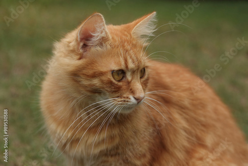 Portrait of a luxury Ginger cat outdoors. Big, red, fluffy cat resting on the grass. Orange Cat looks away. Pet. Nature, summer. 