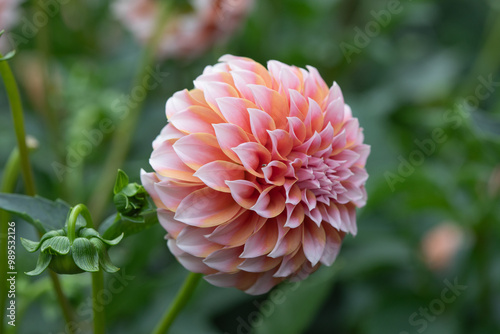 peaches 'n cream dahlia 2