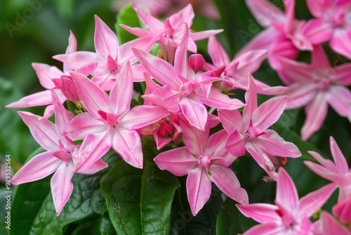 Egyptian star flowers also known as Pentas Lanceolata are sun stars