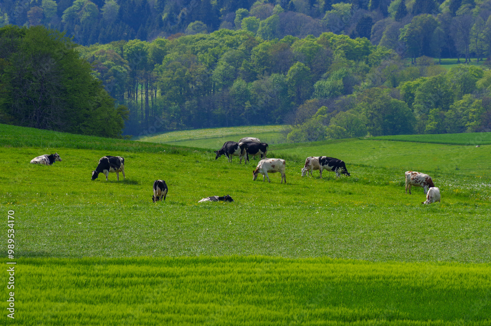 Green pastures, cows in the meadow, beautiful landscape. Green pastures, cows in the meadow, beautiful landscape.
