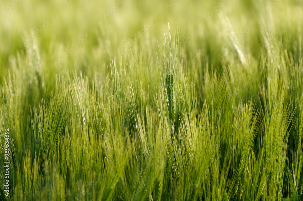 Fresh green grain in the fields. Fresh green grain in the fields.
