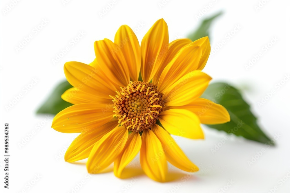 Melampodium Divaricatum also known as Butter Daisy or flower of a thousand stars is a fresh mini sunflower Melampodium Divaricatum also known as Butter Daisy or flower of a thousand stars is a fresh mini sunflower